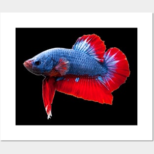 Betta Plakat Posters and Art